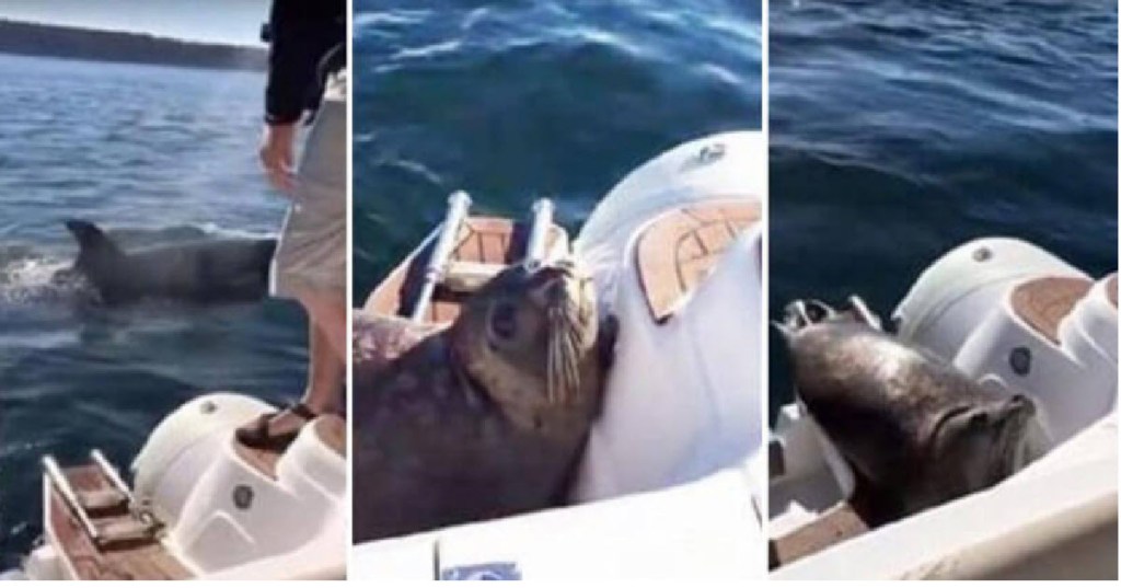 seal-jumps-on-boat
